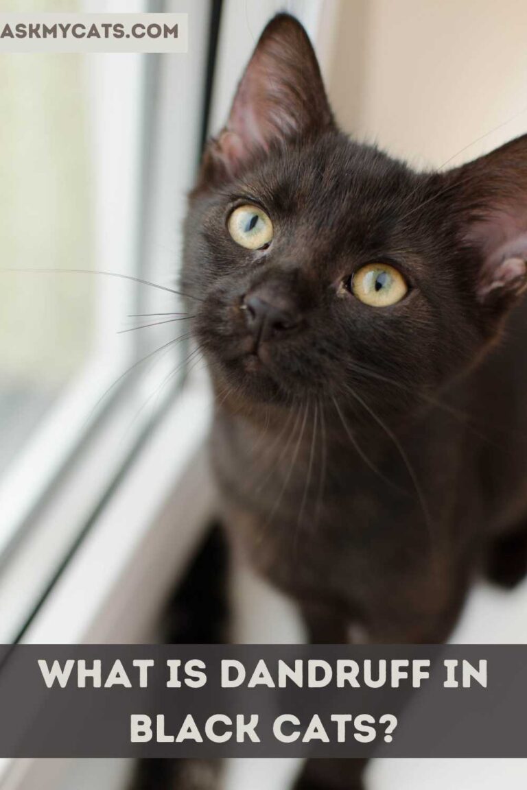 Do Black Cats Have Dandruff Reasons And Solution