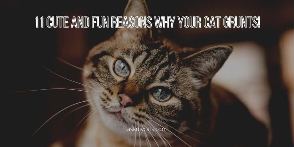 Why Your Cat Grunts! 11 Cute And Fun Reasons
