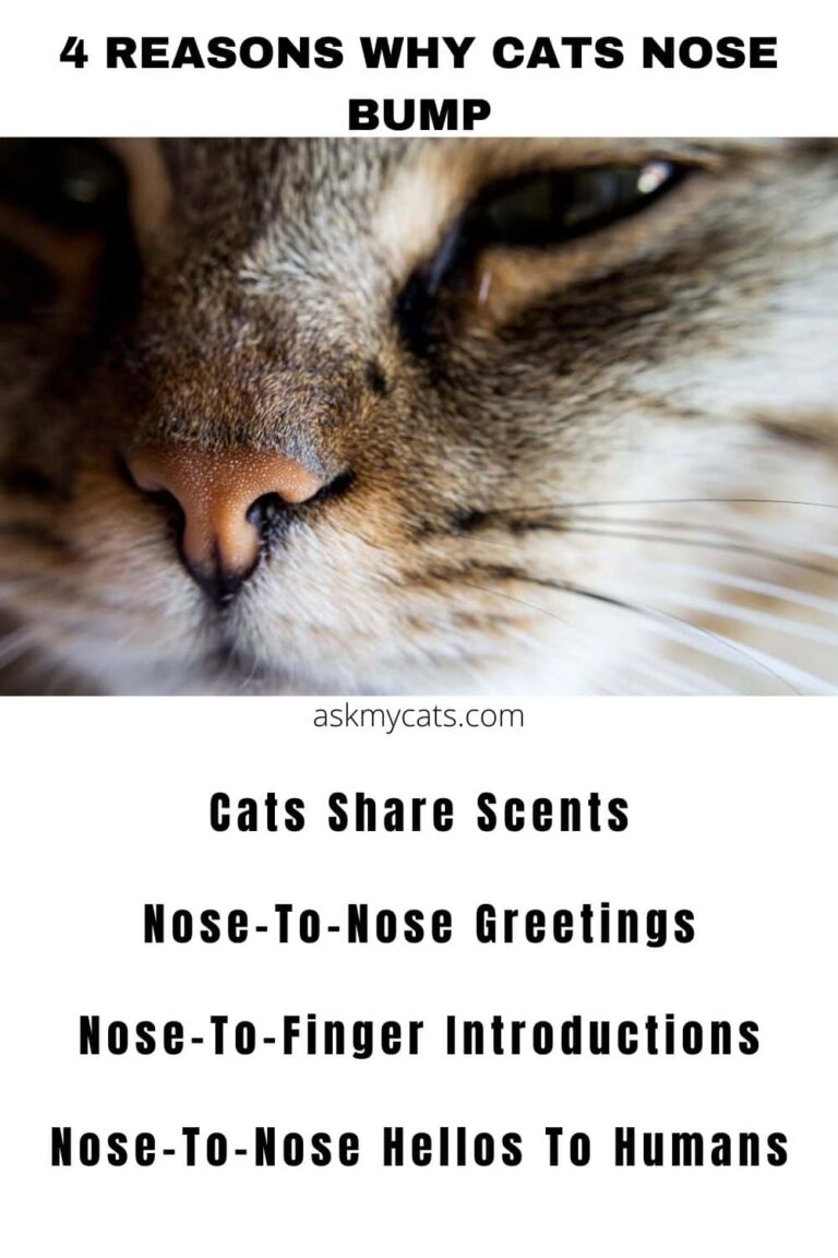 Why Does My Cat Nose Bump Me? Is It A Good Sign!