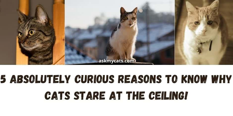 Why Cats Stare At The Ceiling! 5 Absolutely Curious Reasons