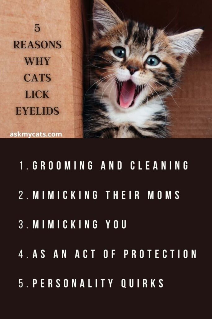 Why Does My Cat Lick My Eye?