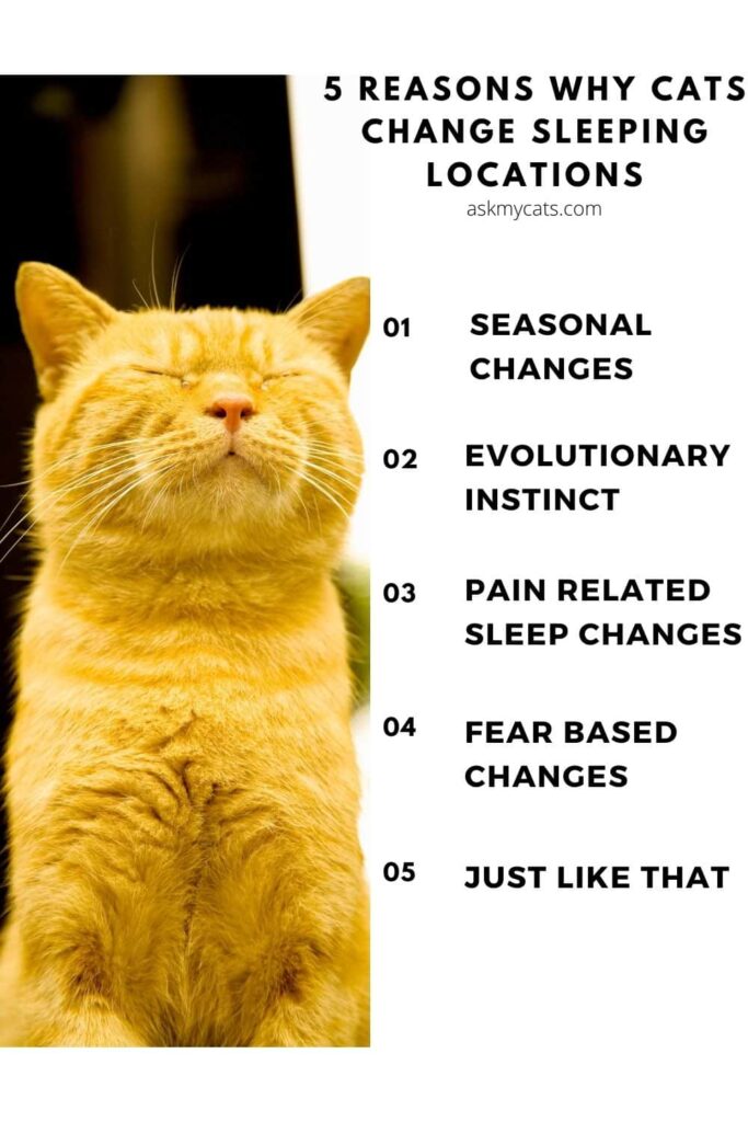 5 reasons why cats change sleeping locations