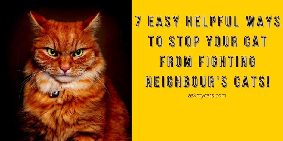 Stop Your Cat From Fighting Neighbor’s Cats! 7 Easy Helpful Ways