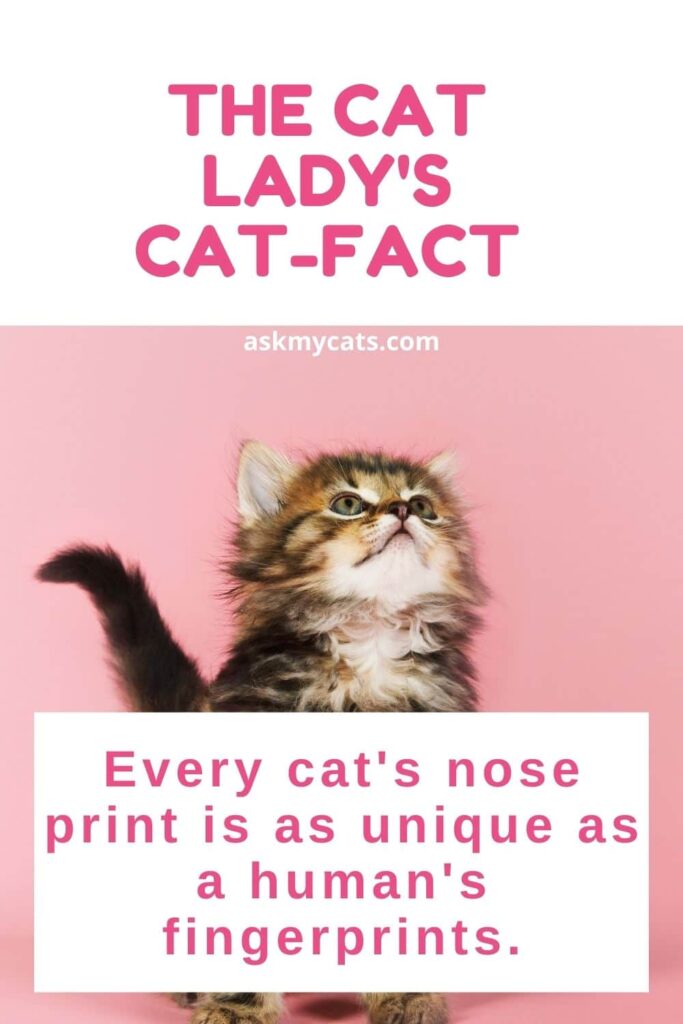 The Cat Lady's Cat-fact