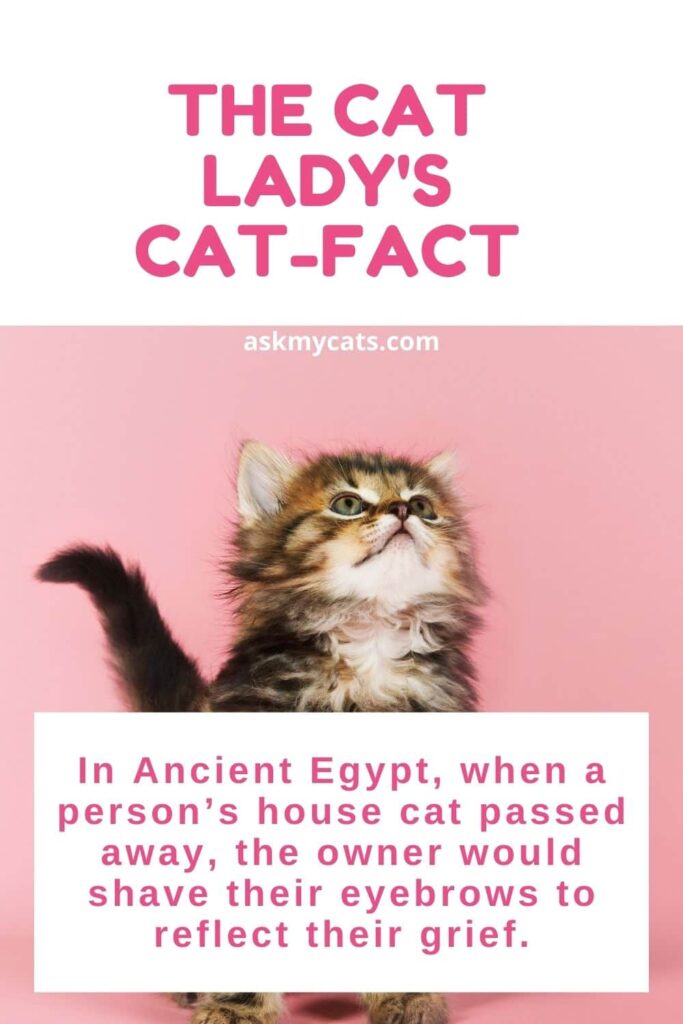 The Cat Lady's Cat-fact