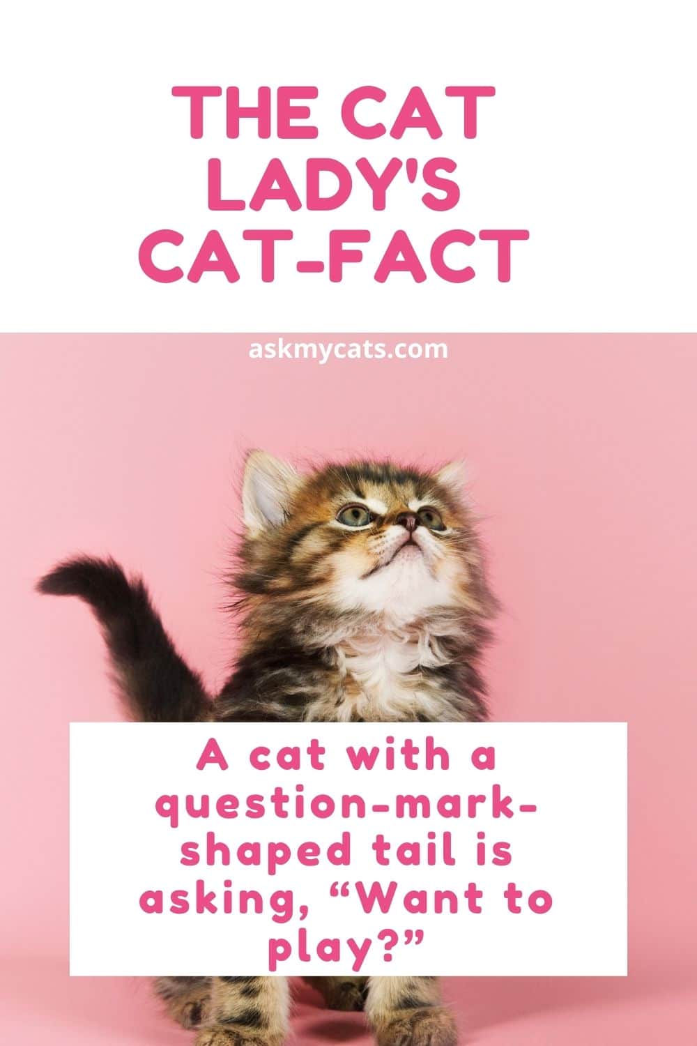 The Cat Lady's Cat-fact