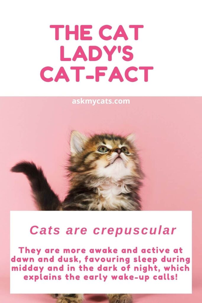 The Cat Lady's Cat-fact
