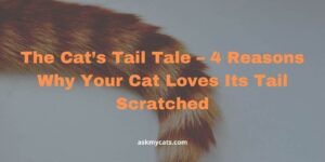 Why Your Cat Loves Its Tail Scratched – 4 Secret Reasons