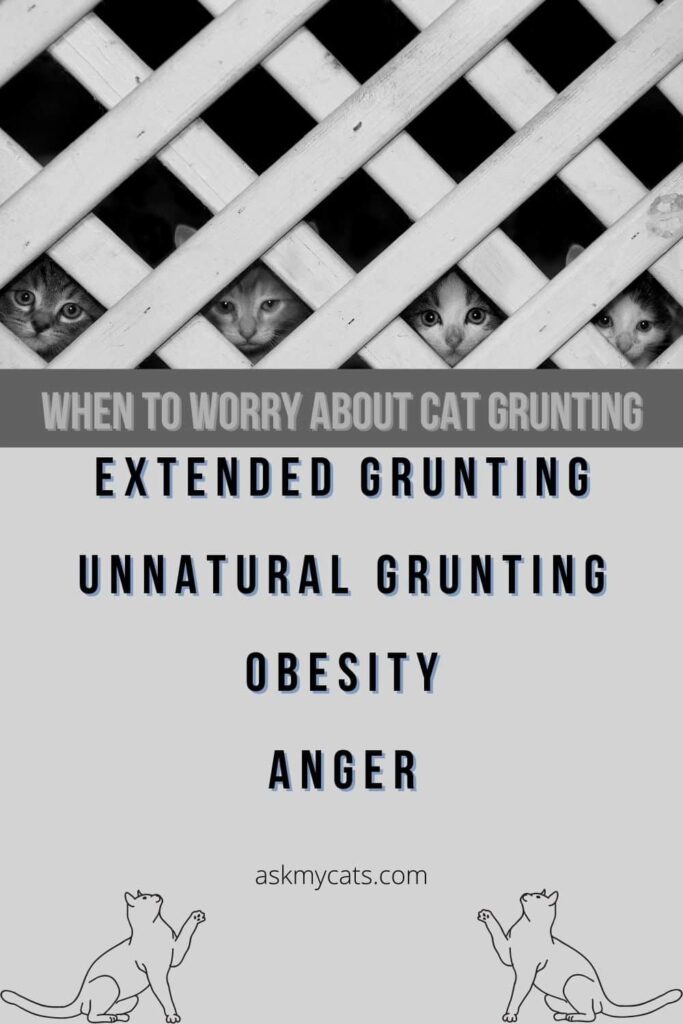 When to worry about cat grunting