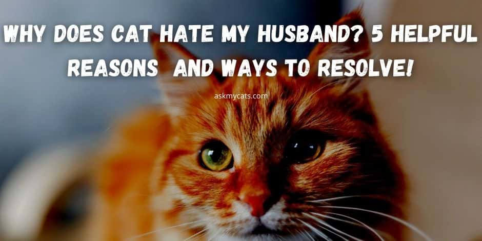 Why Does Cat Hate My Husband