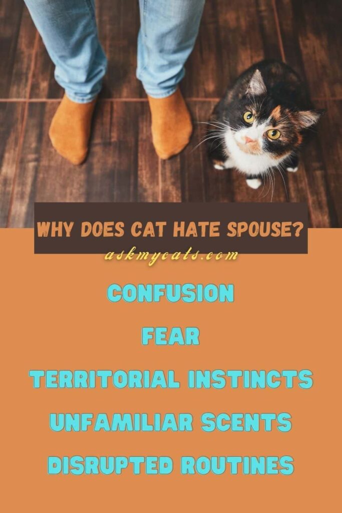 Why Does Cat Hate Spouse