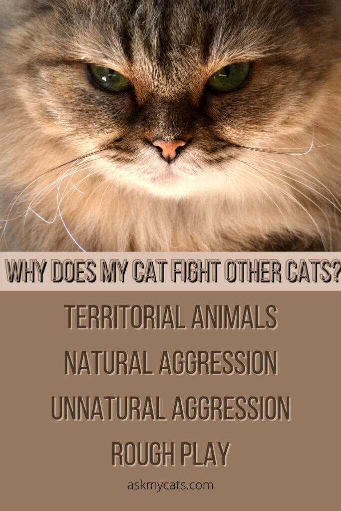 Stop Your Cat From Fighting Neighbor's Cats! 7 Easy Helpful Ways