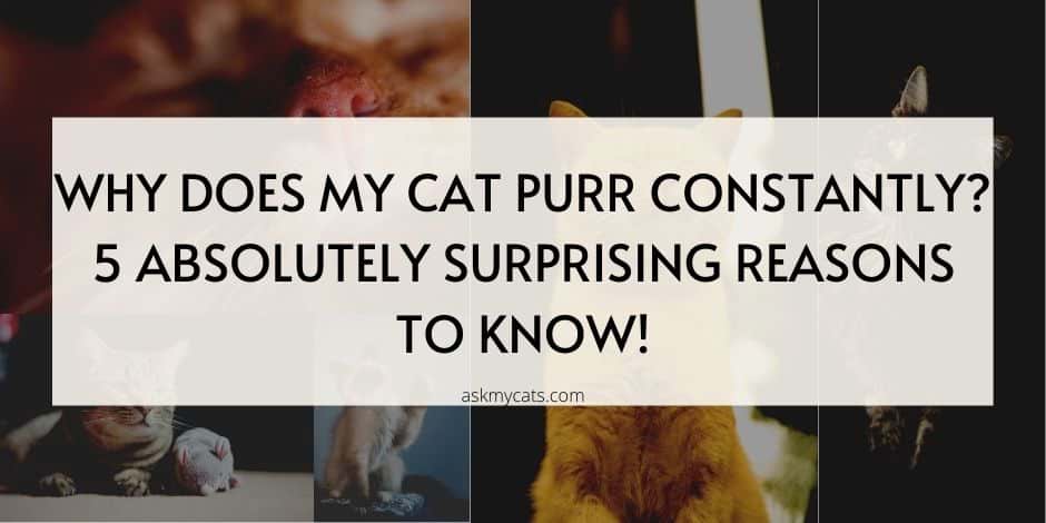 Why does my cat purr constantly