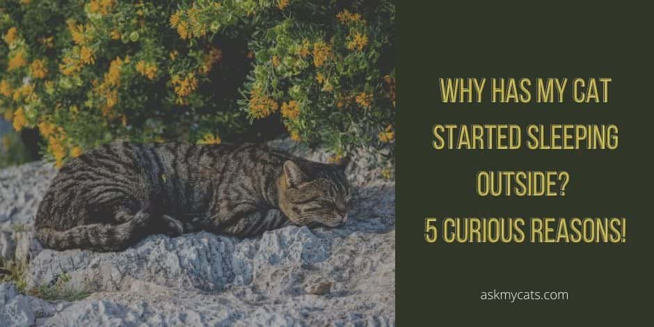 Why Has My Cat Started Sleeping Outside? 5 Curious Reasons!