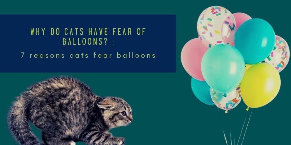 Why Do Cats Have Fear Of Balloons? : 7 Curious Reasons