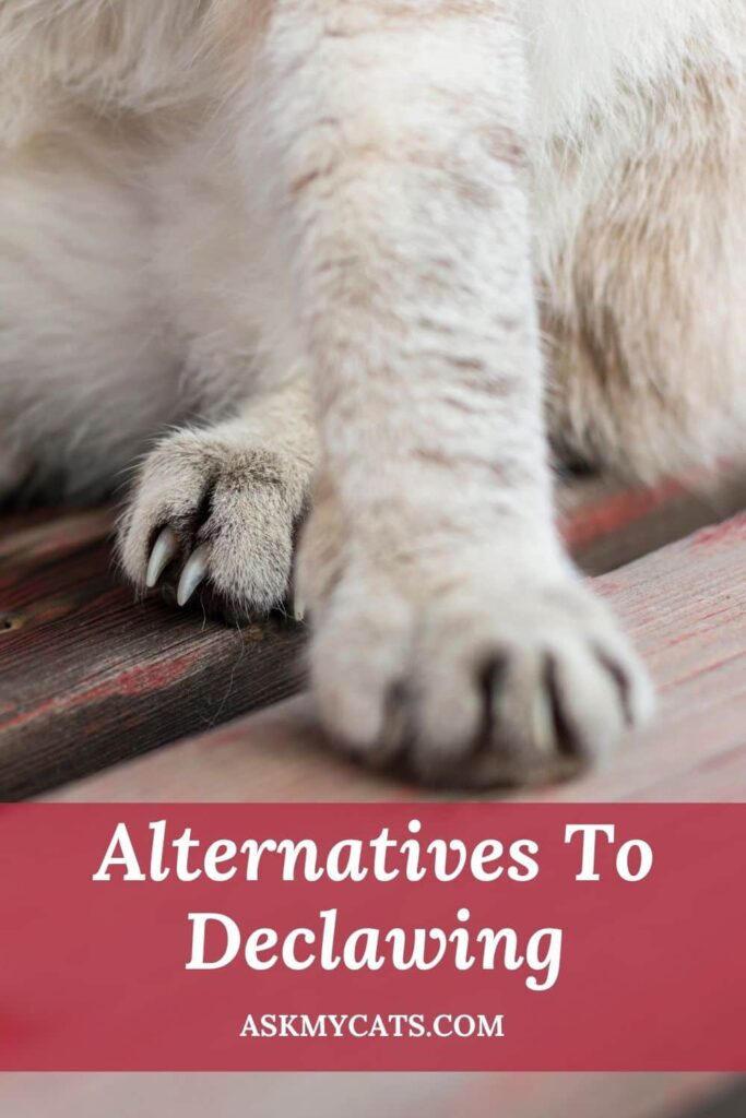 Alternatives To Declawing