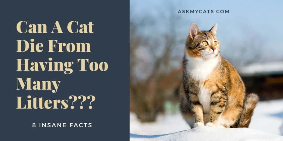 Can A Cat Die From Having Too Many Litters? 8 Insane Facts