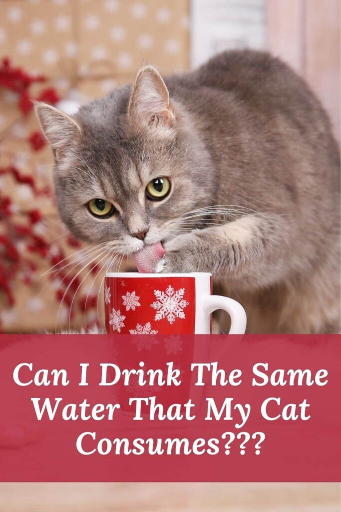 Can I Drink The Same Water That My Cat Consumes