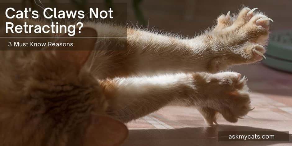 systematisk indgang millimeter Cat's Claws Not Retracting? 3 Must Know Reasons