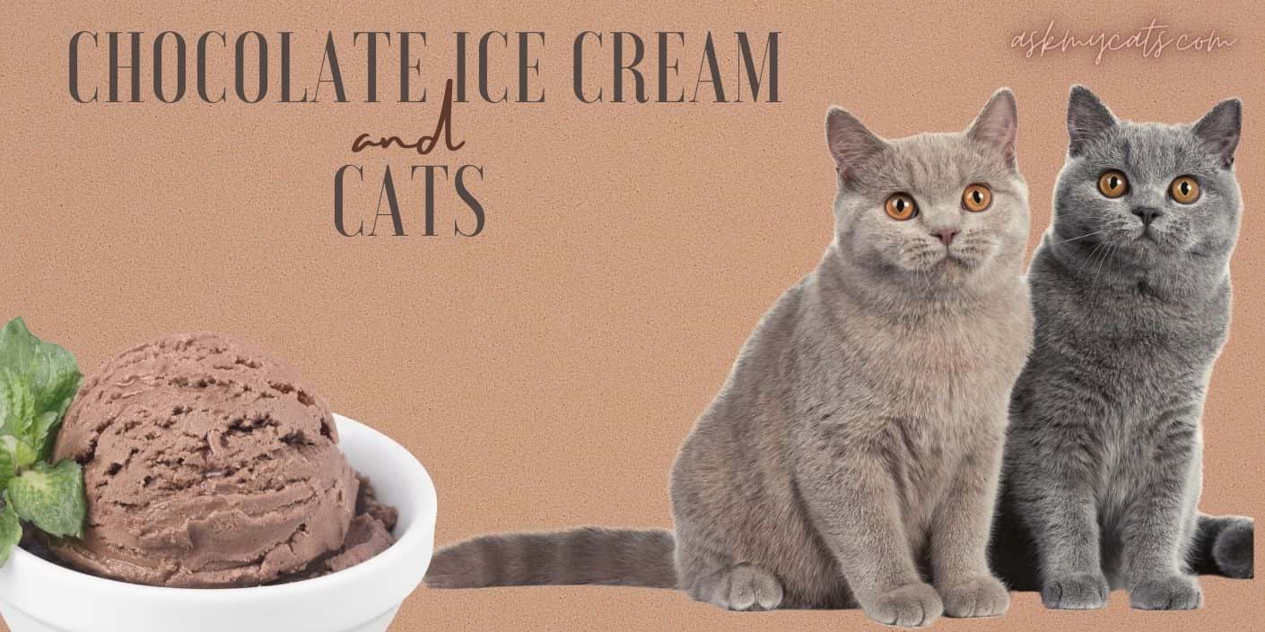 is chocolate ice cream bad for cats