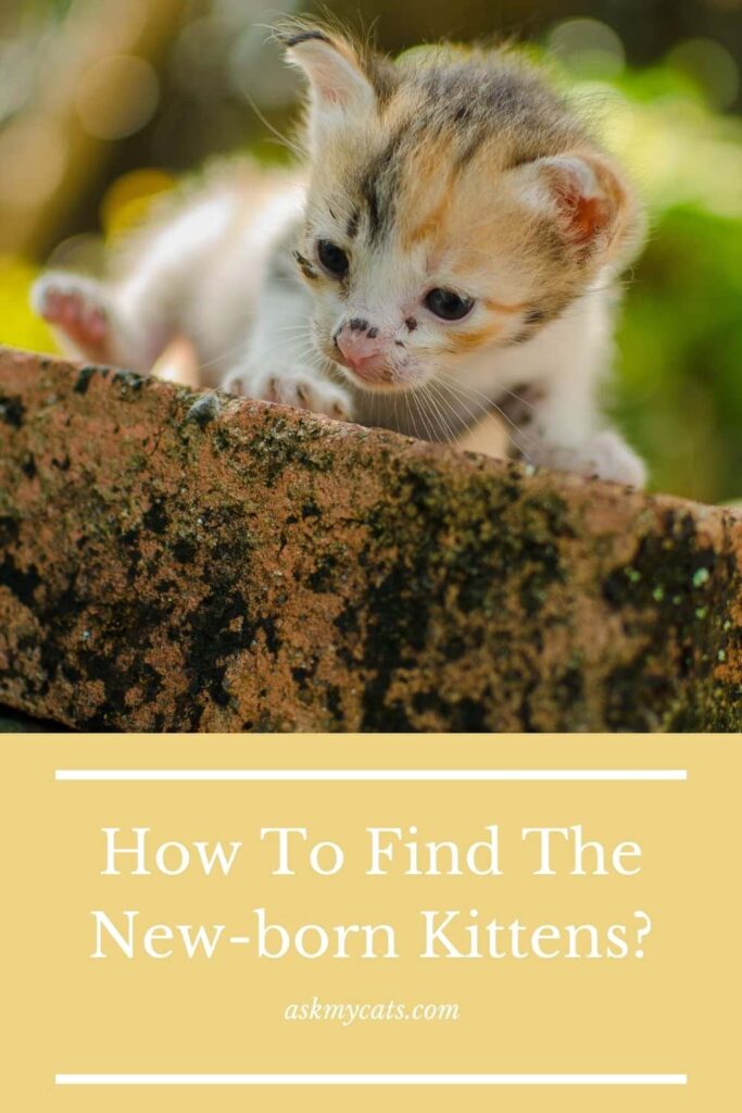 How To Find The New-born Kittens