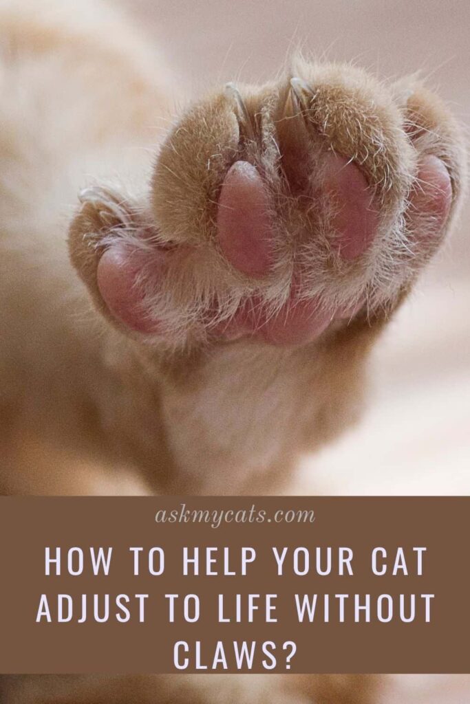 How To Help Your Cat Adjust To Life Without Claws