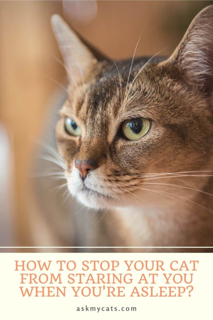 How To Stop Your Cat From Staring At You When You're Asleep