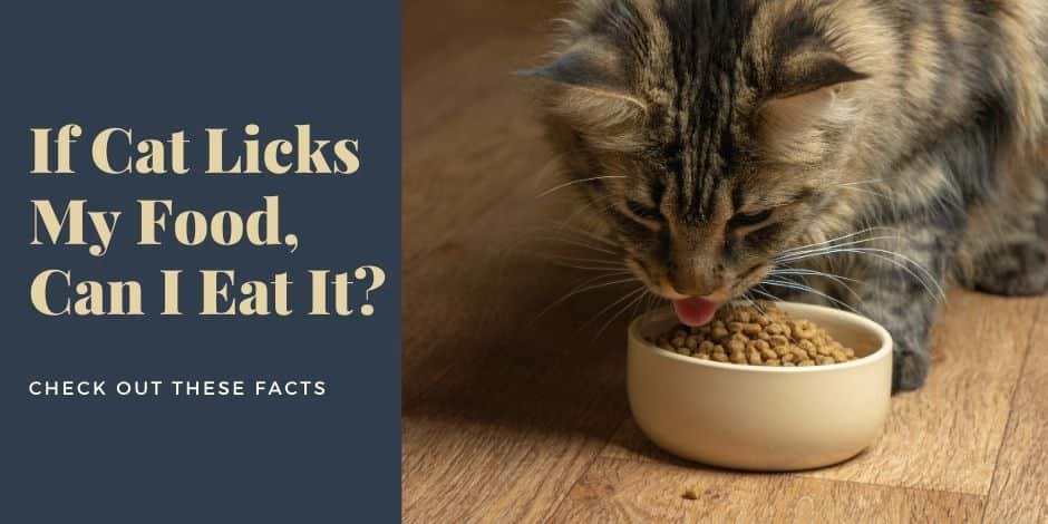 If Cat Licks My Food, Can I Eat It? 9 Facts To Know