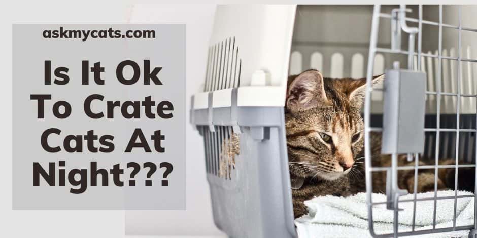 Is It Ok To Crate Cats At Night