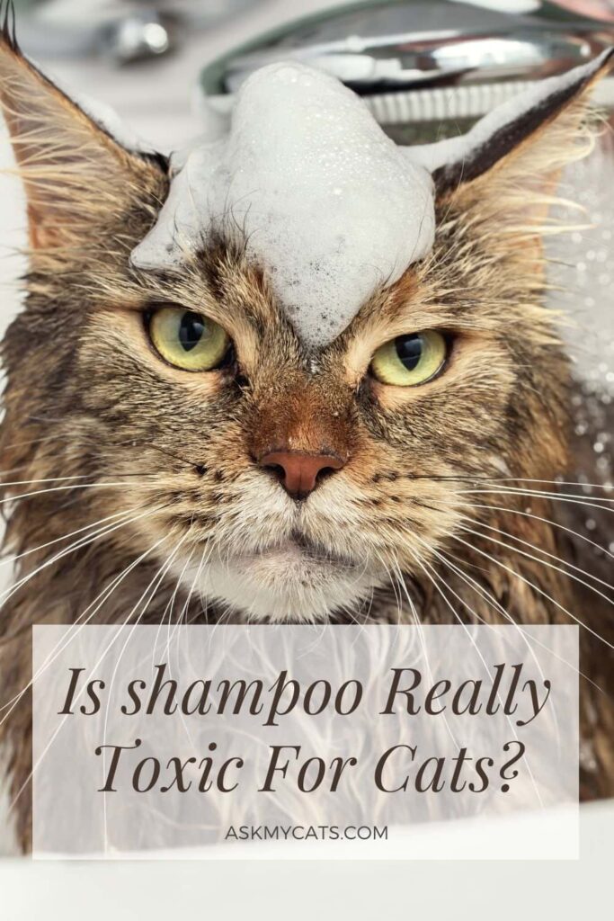 Is shampoo Really Toxic For Cats?