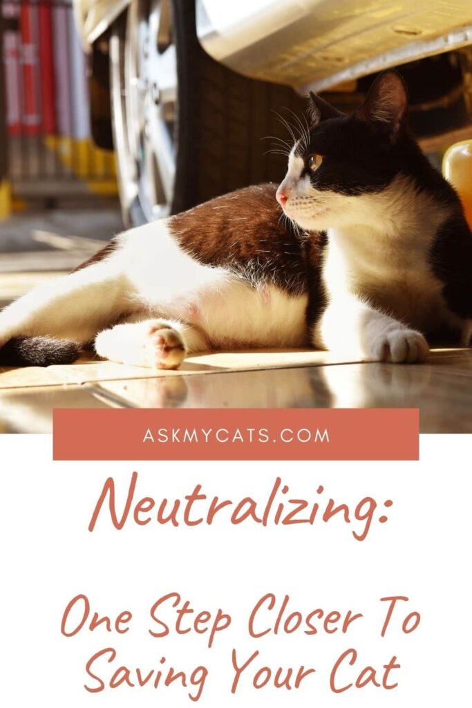 Neutralizing Cat