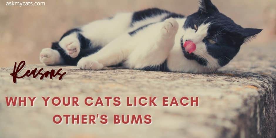 Reasons Why Your Cats Lick Each Other's Bums.