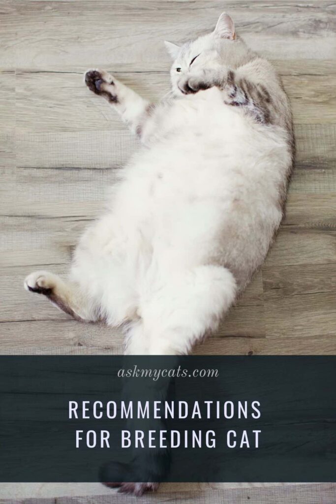 Recommendations for Breeding cat