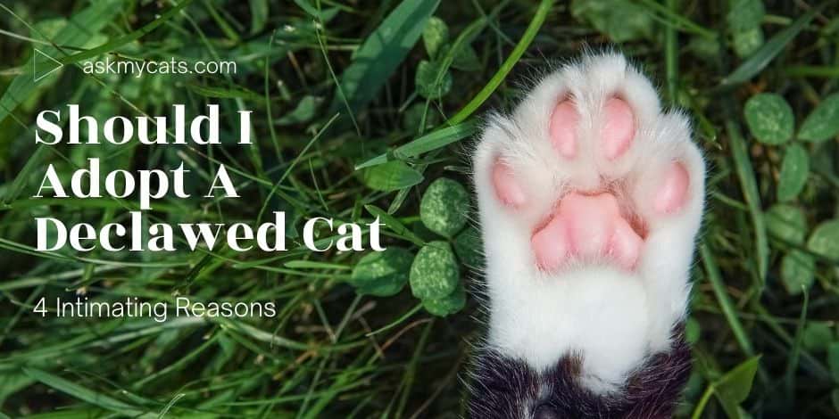 Should I Adopt A Declawed Cat: 4 Intimating Reasons