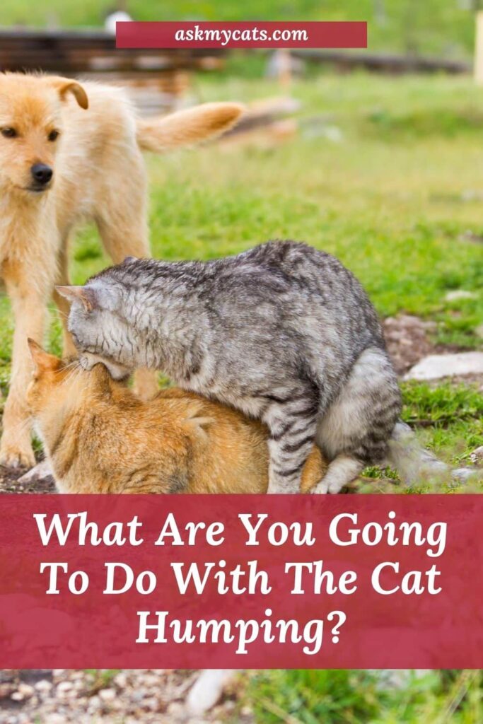 What Are You Going To Do With The Cat Humping