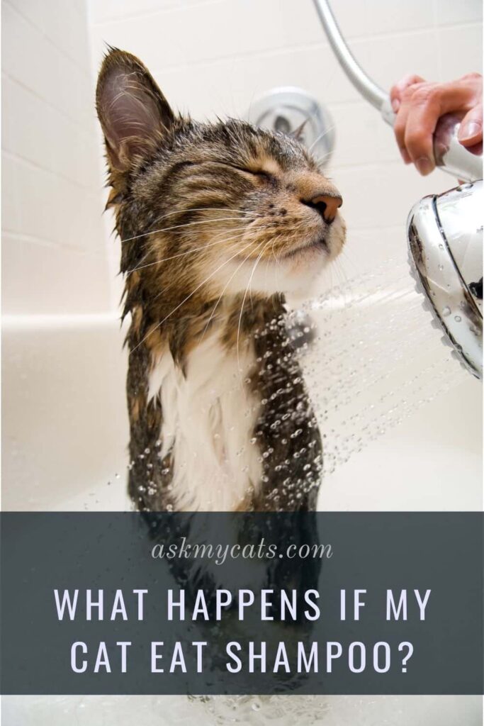 What Happens If My Cat Eat Shampoo