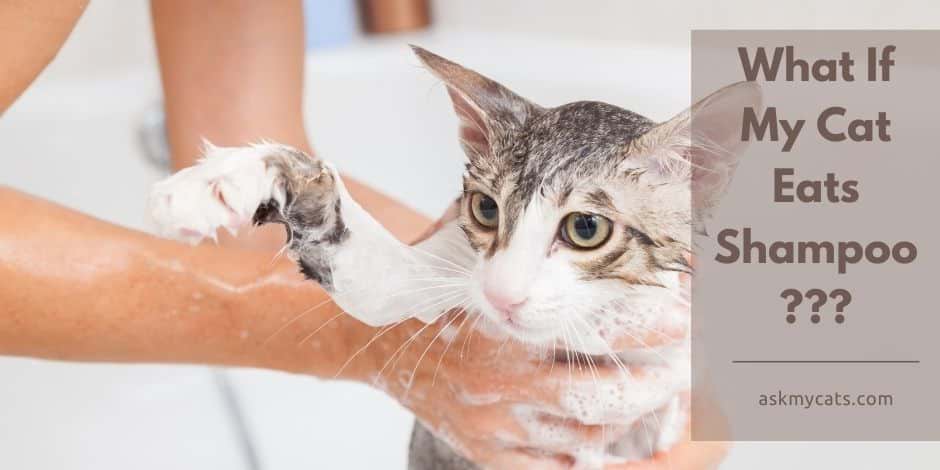 What If My Cat Eats Shampoo? : 5 Things You Should Know