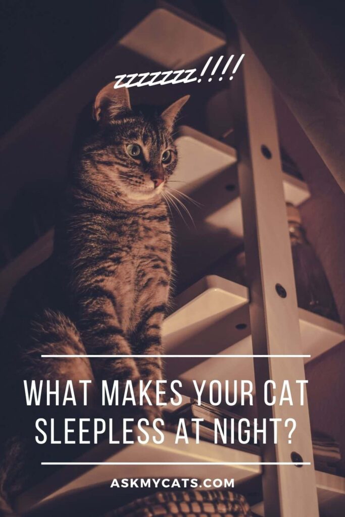 What Makes Your Cat Sleepless at Night