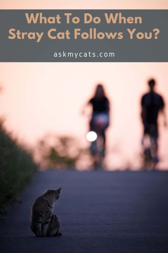 What To Do When Stray Cat Follows You