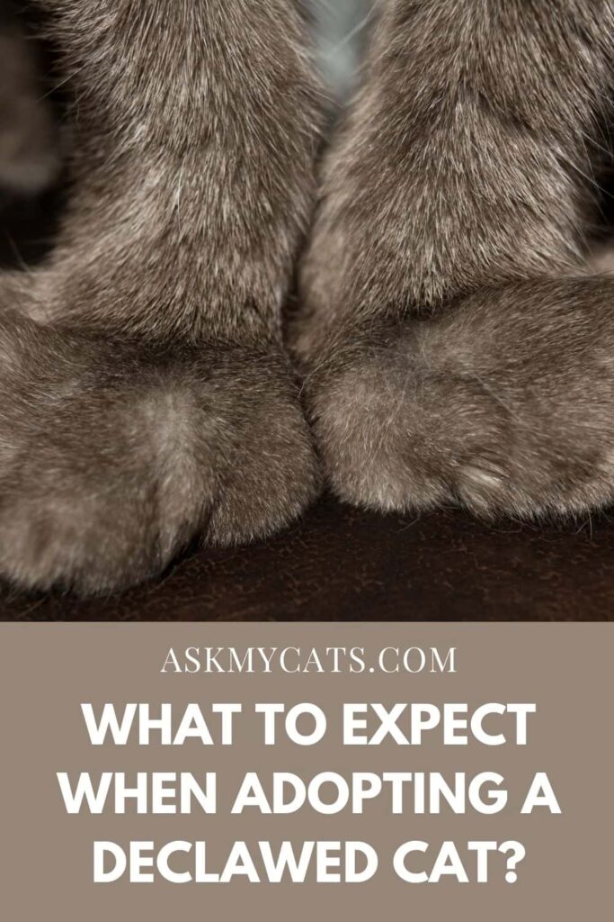 What To Expect When Adopting A Declawed Cat