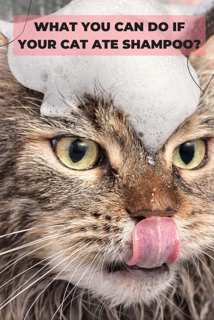 What You Can Do If Your Cat Ate Shampoo