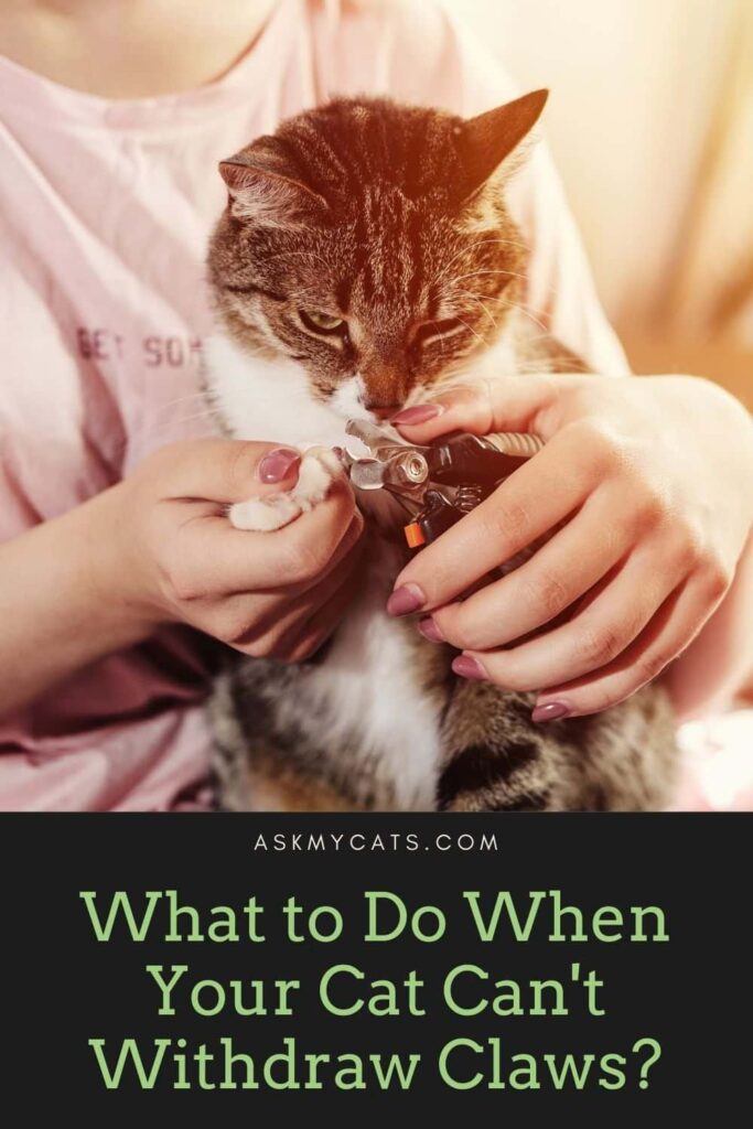 What to Do When Your Cat Can't Withdraw Claws