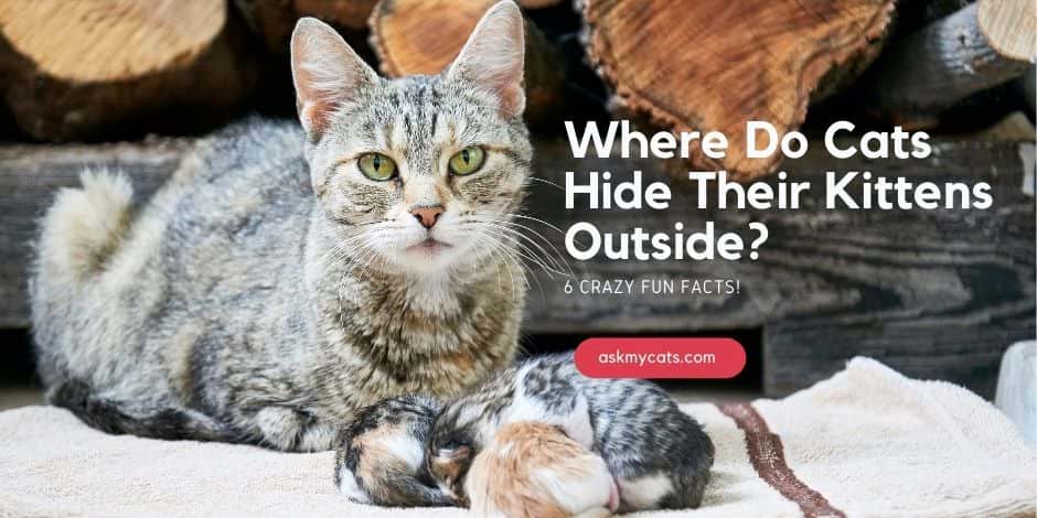 Where Do Cats Hide Their Kittens Outside? 6 Crazy Fun Facts!