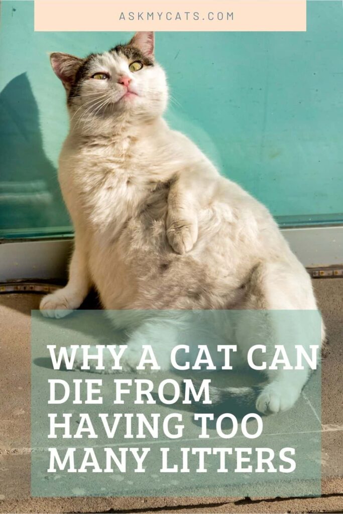 Why A Cat Can Die From Having Too Many Litters