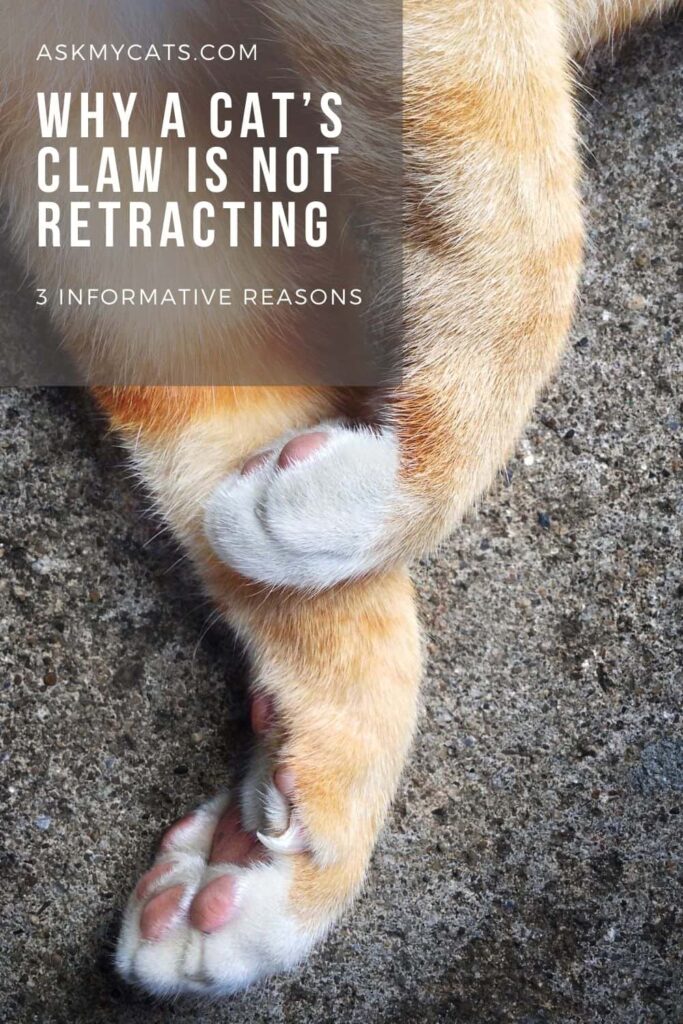 Why A Cat’s Claw Is Not Retracting