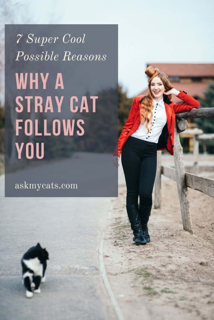 Why A Stray Cat Follows You