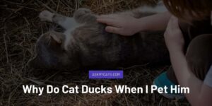 Why Cat Ducks When I Pet Him? 10 Mind Boggling Reasons