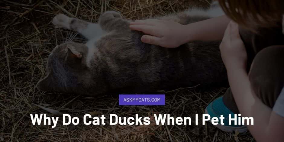 Why Do Cat Ducks When I Pet Him