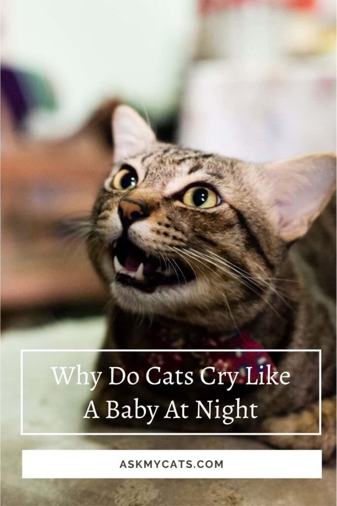 Why Do Cats Cry Like a Baby At Night 10 reasons