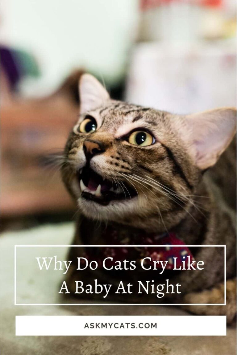 why-do-cats-cry-like-a-baby-at-night-21cats